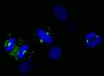 CDK5RAP2 Antibody in Immunocytochemistry (ICC/IF)