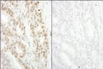 Phospho-MCM2 (Ser53) Antibody in Immunohistochemistry (Paraffin) (IHC (P))