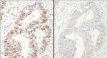 Phospho-MCM2 (Ser40, Ser41) Antibody in Immunohistochemistry (Paraffin) (IHC (P))