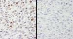 Phospho-MCM2 (Ser40, Ser41) Antibody in Immunohistochemistry (Paraffin) (IHC (P))