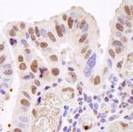 TAFII68 Polyclonal Antibody