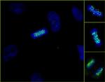 ZWINT-1 Antibody in Immunocytochemistry (ICC/IF)