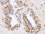 GAPDH Antibody in Immunohistochemistry (Paraffin) (IHC (P))