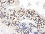 GAPDH Antibody in Immunohistochemistry (Paraffin) (IHC (P))
