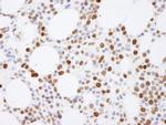 Histone H4 Antibody in Immunohistochemistry (Paraffin) (IHC (P))