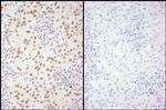 Phospho-XRCC1 (Ser461) Polyclonal Antibody