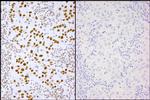 Phospho-XRCC1 (Ser485,Thr488) Polyclonal Antibody