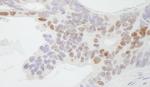 CDX2 Antibody in Immunohistochemistry (Paraffin) (IHC (P))