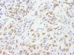 CBX5 Antibody in Immunohistochemistry (Paraffin) (IHC (P))