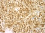 4EBP1 Antibody in Immunohistochemistry (Paraffin) (IHC (P))
