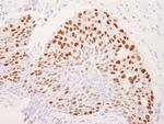 CoREST Antibody in Immunohistochemistry (Paraffin) (IHC (P))
