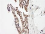ZNF261 Antibody in Immunohistochemistry (Paraffin) (IHC (P))