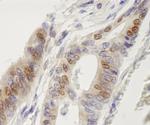 IRF3 Antibody in Immunohistochemistry (Paraffin) (IHC (P))
