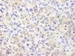 CSN2 Antibody in Immunohistochemistry (Paraffin) (IHC (P))
