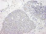 MCAF Antibody in Immunohistochemistry (Paraffin) (IHC (P))