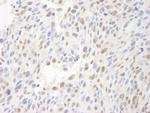 MCAF Polyclonal Antibody