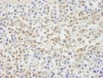 NIF1 Polyclonal Antibody