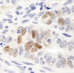 Nanog Antibody in Immunohistochemistry (Paraffin) (IHC (P))