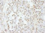 RBM16 Antibody in Immunohistochemistry (Paraffin) (IHC (P))