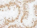 CSTF64 Antibody in Immunohistochemistry (Paraffin) (IHC (P))