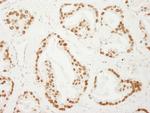 PC4 Polyclonal Antibody