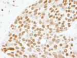 PC4 Antibody in Immunohistochemistry (Paraffin) (IHC (P))