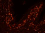 USP47 Polyclonal Antibody