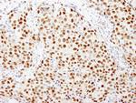 FKBP5/FKBP51 Antibody in Immunohistochemistry (Paraffin) (IHC (P))