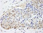 FKBP4/FKBP52 Antibody in Immunohistochemistry (Paraffin) (IHC (P))