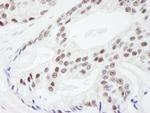 RanBP3 Antibody in Immunohistochemistry (Paraffin) (IHC (P))