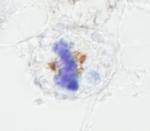NUMA Antibody in Immunohistochemistry (Paraffin) (IHC (P))