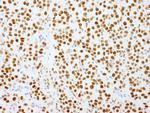 PSF/SFPQ Antibody in Immunohistochemistry (Paraffin) (IHC (P))