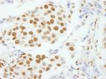 CPSF160 Antibody in Immunohistochemistry (Paraffin) (IHC (P))
