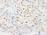 ZNF318/TZF Antibody in Immunohistochemistry (Paraffin) (IHC (P))