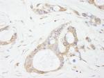 USP5/IsoT Antibody in Immunohistochemistry (Paraffin) (IHC (P))