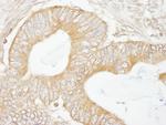 USP5/IsoT Antibody in Immunohistochemistry (Paraffin) (IHC (P))