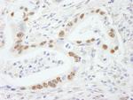SF3b145/SAP145 Antibody in Immunohistochemistry (Paraffin) (IHC (P))