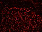 SFRS14 Antibody in Immunohistochemistry (Paraffin) (IHC (P))