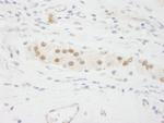 KPNA3 Antibody in Immunohistochemistry (Paraffin) (IHC (P))