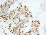 KPNA4 Antibody in Immunohistochemistry (Paraffin) (IHC (P))