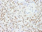 KPNA4 Antibody in Immunohistochemistry (Paraffin) (IHC (P))