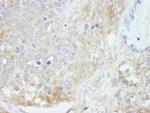 HPIP Antibody in Immunohistochemistry (Paraffin) (IHC (P))