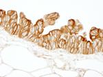 HPIP Antibody in Immunohistochemistry (Paraffin) (IHC (P))