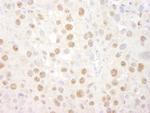 CREB Antibody in Immunohistochemistry (Paraffin) (IHC (P))