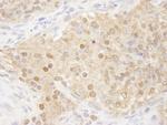 WDR77/MEP50 Antibody in Immunohistochemistry (Paraffin) (IHC (P))