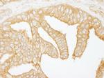 Filamin B Antibody in Immunohistochemistry (Paraffin) (IHC (P))