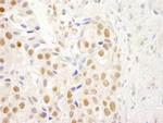 NRBF2 Antibody in Immunohistochemistry (Paraffin) (IHC (P))