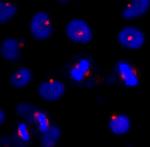 CEP131/AZ1 Antibody in Immunocytochemistry (ICC/IF)