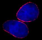 NUP153 Antibody in Immunocytochemistry (ICC/IF)