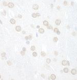 WDFY3 Antibody in Immunohistochemistry (Paraffin) (IHC (P))